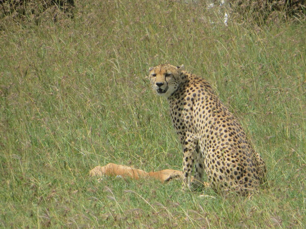 WIldpark Ol Pejeta